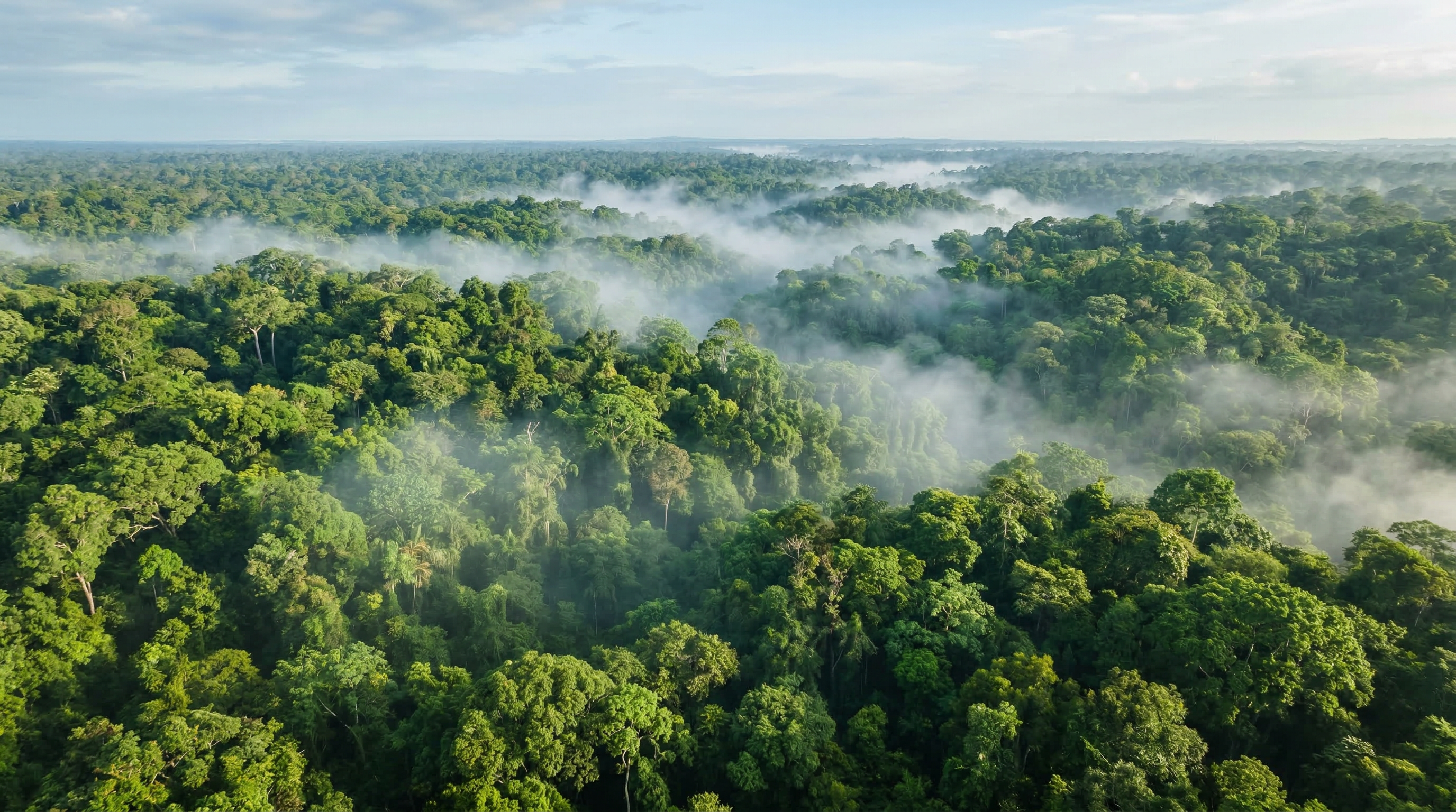 Tropical forest canopy — carbon credits